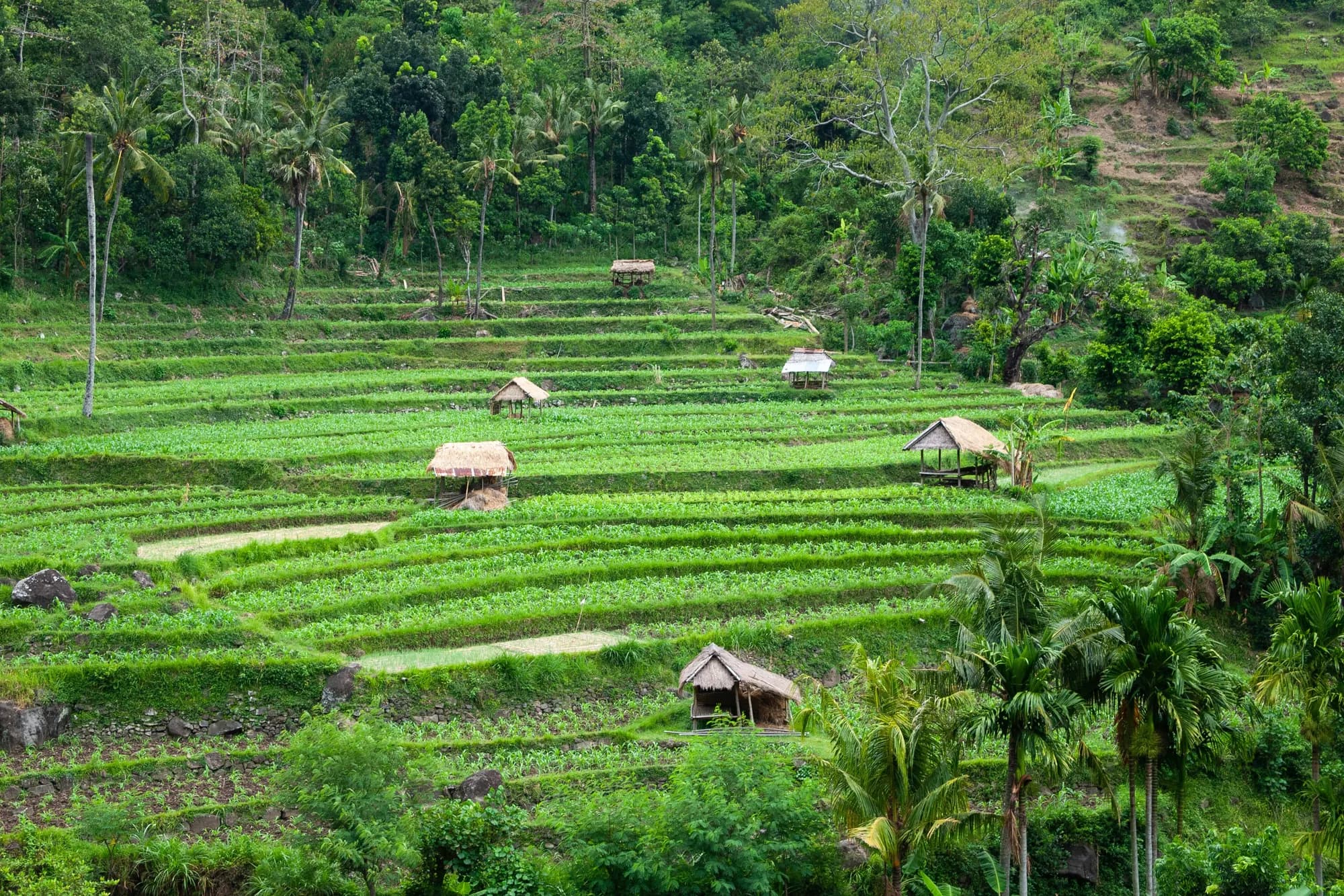 Bali — Ubud · Seminyak